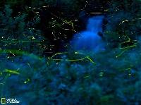 日本萤火虫夜空中划出梦幻轨迹