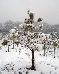 雪中小树