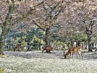 日本奈良公园，樱花纷纷飘落如花雨，小鹿们安静地吃着掉落的樱花瓣